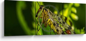 Tablou cu omide (cu ceas) (90x30 cm)