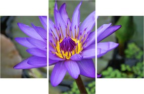 Tablou - Floare violet (90x60 cm)