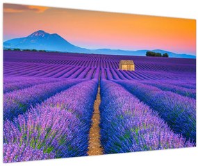 Tablou - Câmp de levănțica (90x60 cm)
