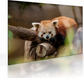 Tablou pe sticlă cu panda roșie (70x50 cm)