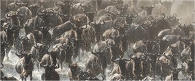 Tablou - Turmă de antilope sălbatice (120x50 cm)