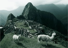 Tablou pe sticlă - Lamas la Machu Picchu în Peru (70x50 cm)