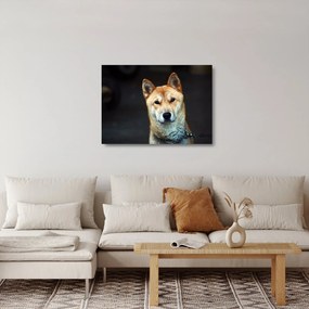 Tablou pe sticlă cu câine (70x50 cm)