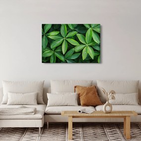 Tablou - Frunze cu picături de rouă (90x60 cm)