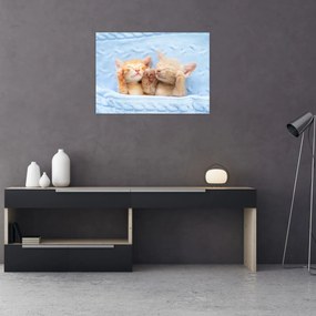 Tablou pe sticlă - Pisicuțe adormite (70x50 cm)