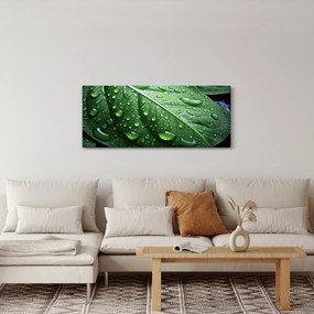Tablou - Detaliu de frunze după ploaie (120x50 cm)