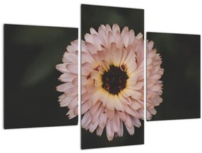 Tablou cu floare portocalie (90x60 cm)
