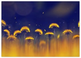 Tablou pe sticlă - Păpădii (70x50 cm)