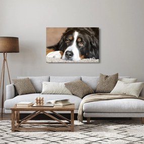 Tablou cu câine (90x60 cm)