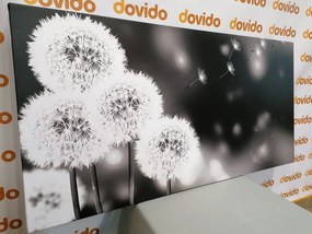 Tablou păpădie pufoasă în design alb-negru