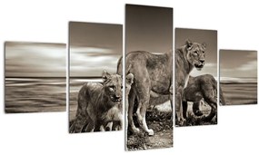 Tablou cu leii alb negri (125x70 cm), în 40 de alte dimensiuni noi