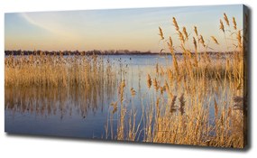 Tablou canvas Apă stuf