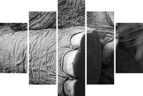 Tablou - Picior de elefant (150x105 cm)