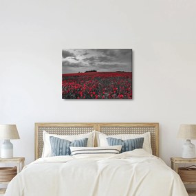 Tablou cu maci (70x50 cm)