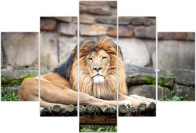 Tablou cu leu (150x105 cm)