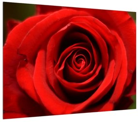 Tablou detailat cu trandafir (70x50 cm), în 40 de alte dimensiuni noi