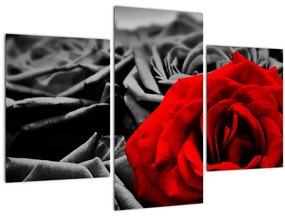 Tablou - Flori de trandafir (90x60 cm)