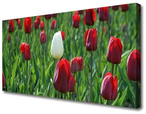 Tablou pe panza canvas Lalele Floral Roșu Alb Verde