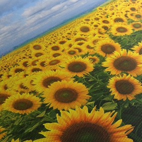 Tablou cu lan de floarea soarelui (90x60 cm)