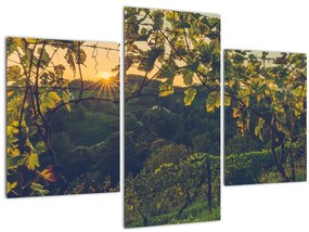 Tablou - Podgorii (90x60 cm)