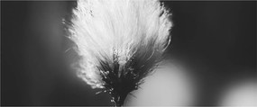 Tablou - Coțofană neagră și albă (120x50 cm)