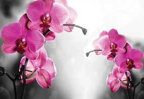 Pink Orchids Flowers Photo Wallpaper Wall Mural