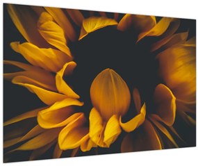 Tablou - Floarea-soarelui în fundal negru (90x60 cm)