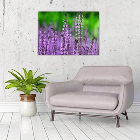 Tablou pe sticlă cu flori de luncă violete (70x50 cm)