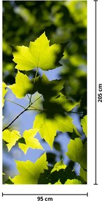 Fototapet pentru ușă - Frunze de arțar (95x205cm)
