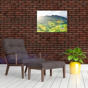 Tablou pe sticlă plantație (70x50 cm)