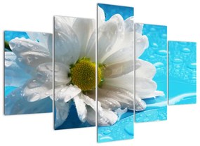 Tablou - margaretă floare (150x105cm)