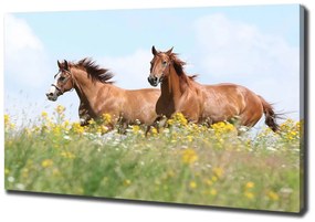 Tablou pe pânză canvas Doi cai în galop