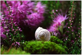 Tablou - Cochilie de melc (90x60 cm)