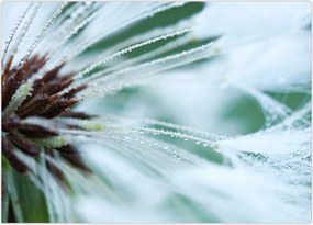 Tablou - Detaliu floare (70x50 cm)