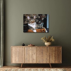 Tablou cu pisica (70x50 cm)