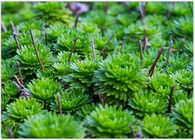 Tablou - Aloe (70x50 cm)