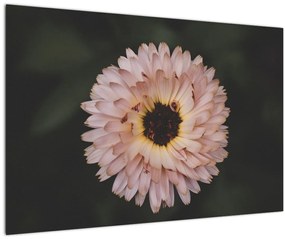 Tablou cu floare portocalie (90x60 cm)
