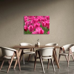 Tablou pe sticlă - Lalele roz (70x50 cm)