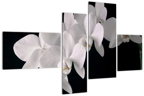 Tablou - orhidee albă (110x70cm)