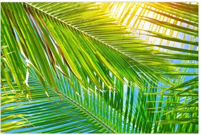 Tablou - Frunze de palmier (90x60 cm)