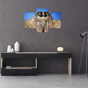 Tablou cu detalii a unui pâianjen (90x60 cm)