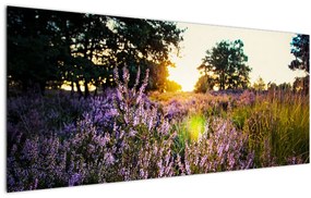Tablou - Câmp cu lavandă (120x50 cm)