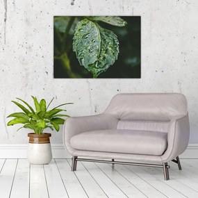 Tablou pe sticlă - picături pe frunză (70x50 cm)