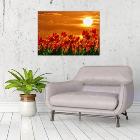 Tablou pe sticlă - lan înflorit de lalele (70x50 cm)