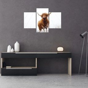 Tablou - Vacă scoțiană (90x60 cm)