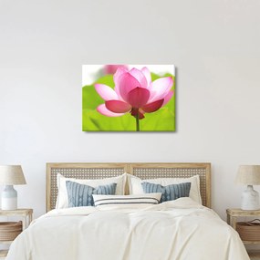 Tablou cu flori de lotus (70x50 cm)
