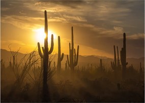 Tablou pe sticlă - Cactuși Saguaro (70x50 cm)