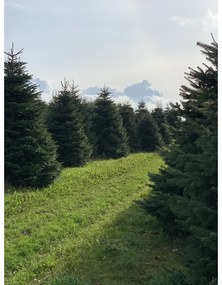 Brad natural de Craciun nordmann TOP QUALITY Special Edition 600-700 cm