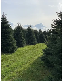 Brad natural de Craciun nordmann TOP QUALITY Special Edition 600-700 cm