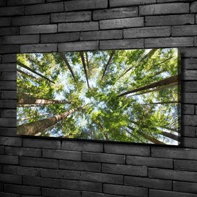 Imprimare tablou canvas Ramuri superioare ale unui copac